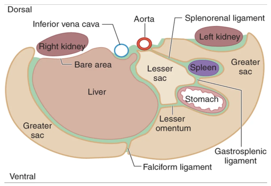 Splenorenal