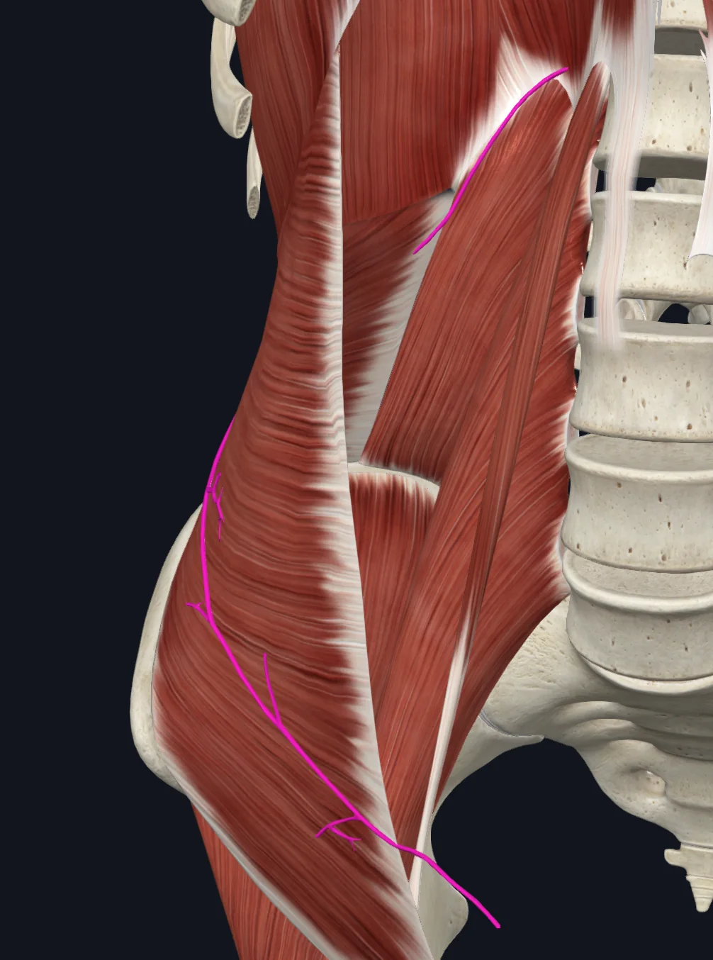 Subcostal nerve