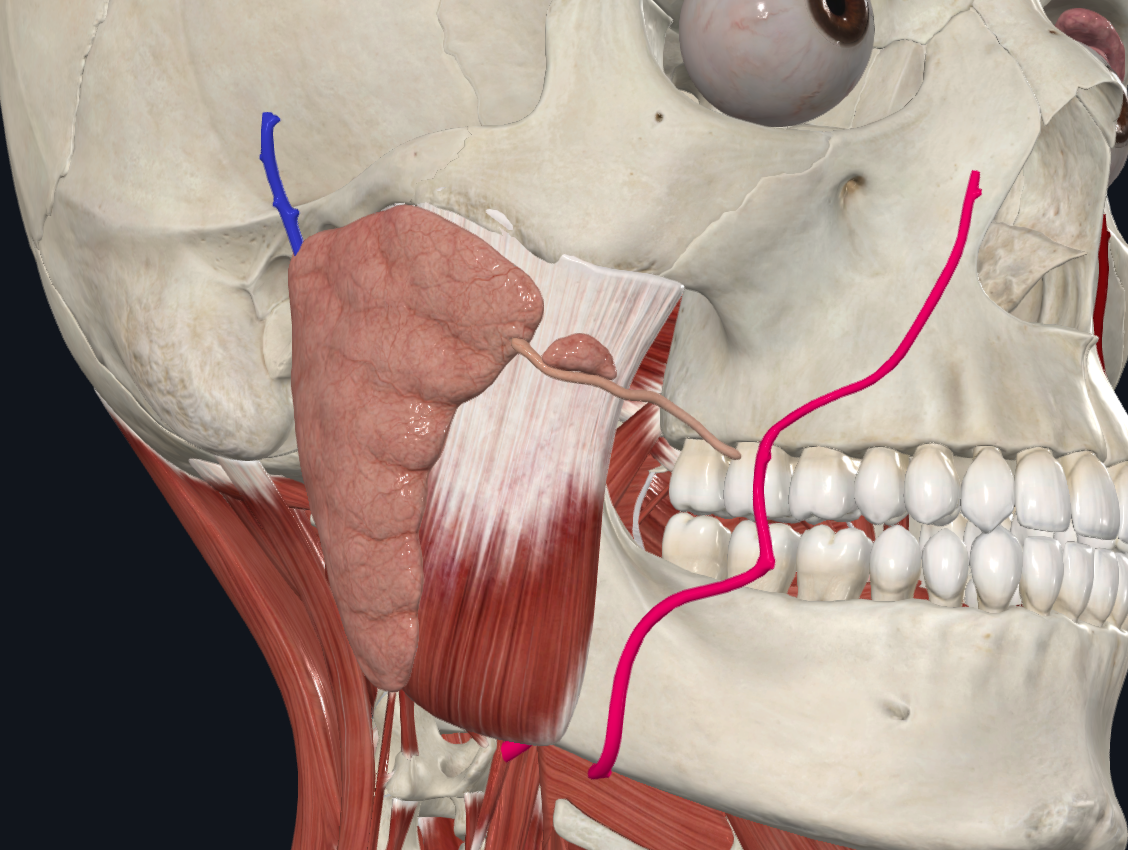 Parotid Gland