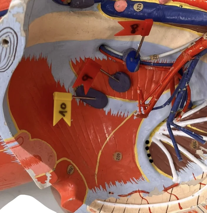 Obturator Internus (9)