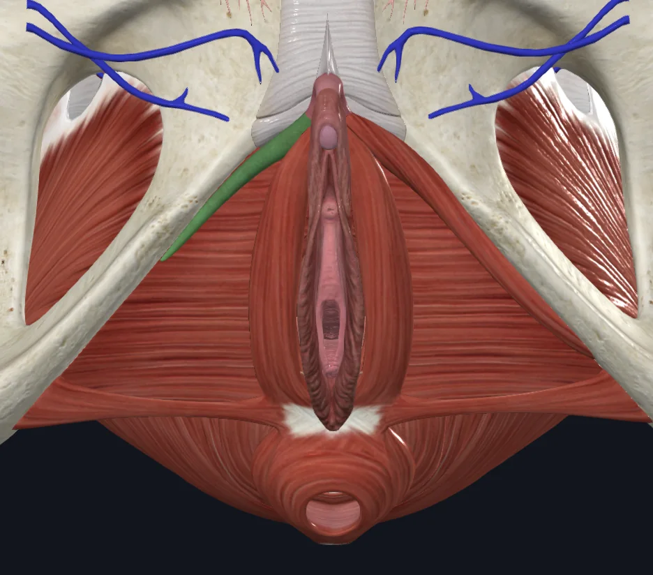 Crus of Clitoris