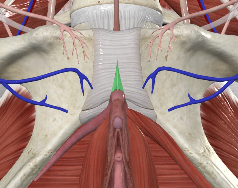 Suspensory ligament of clitoris