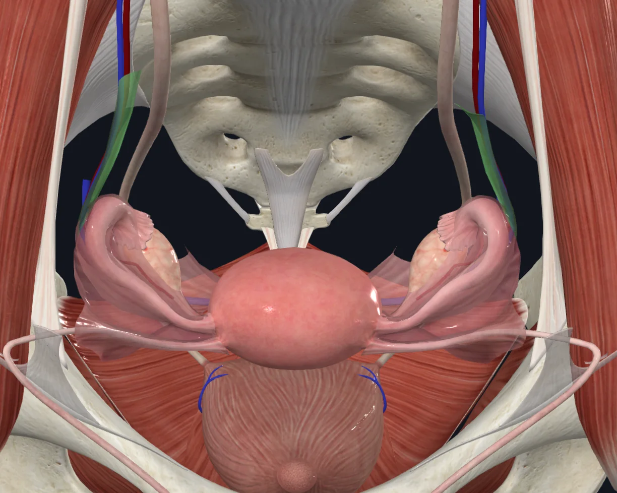 Suspensory ligament of the ovary