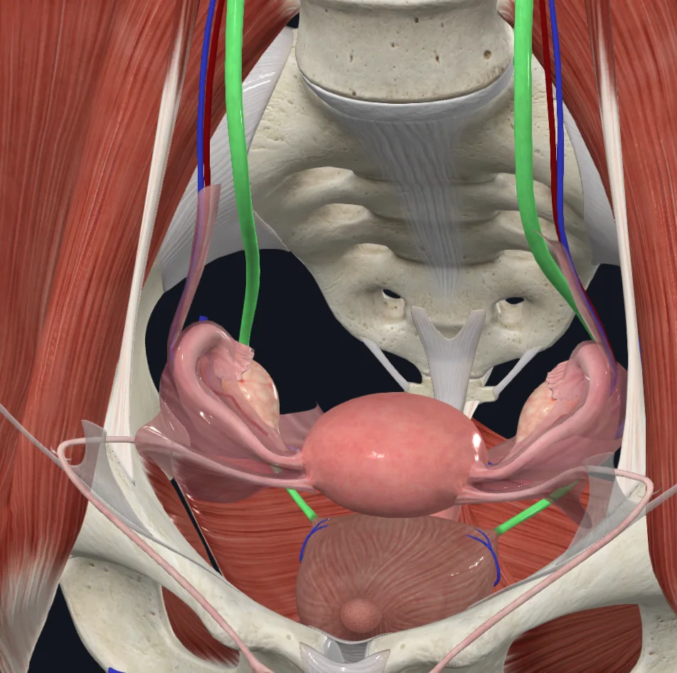 Ureter