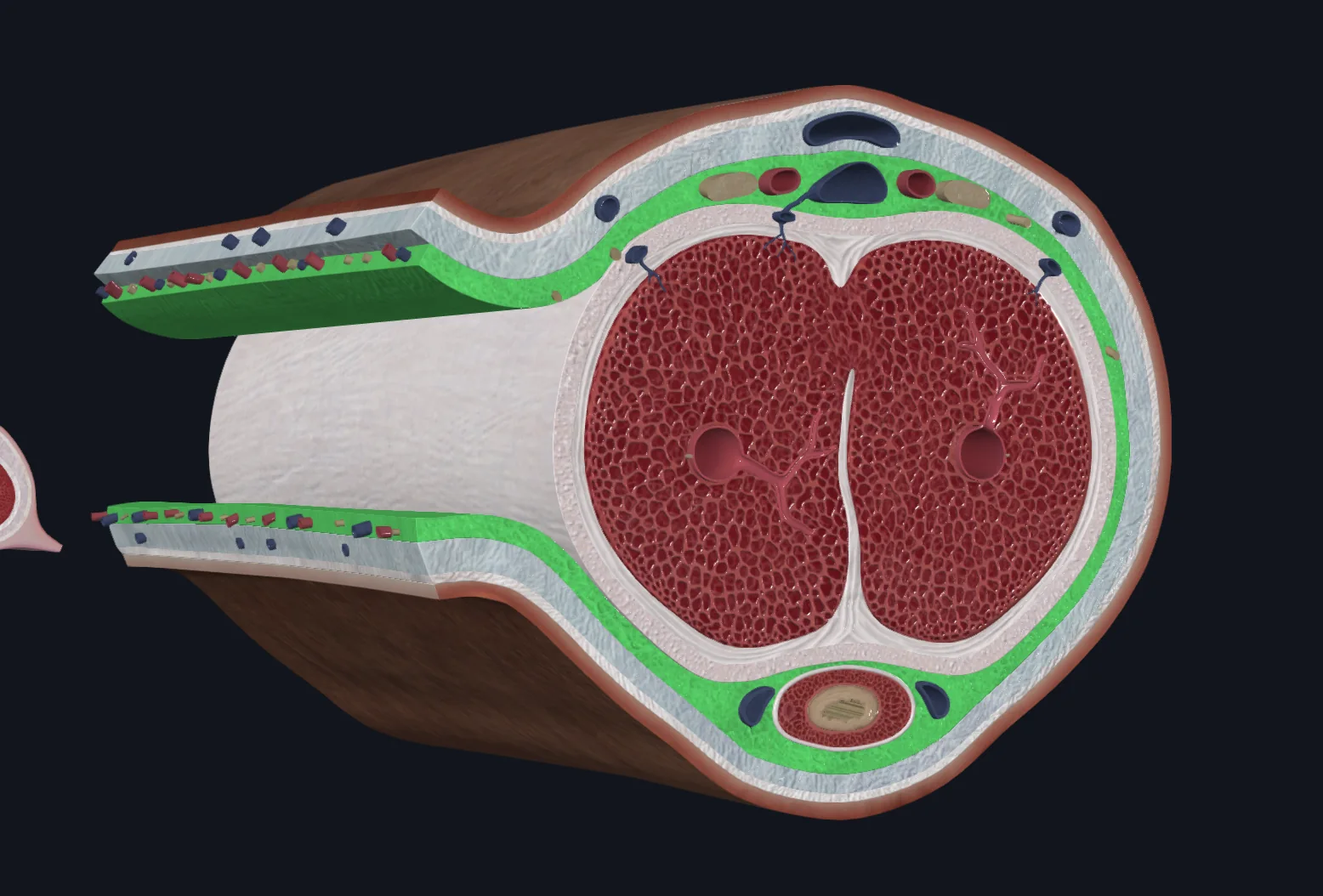 Buck's fascia