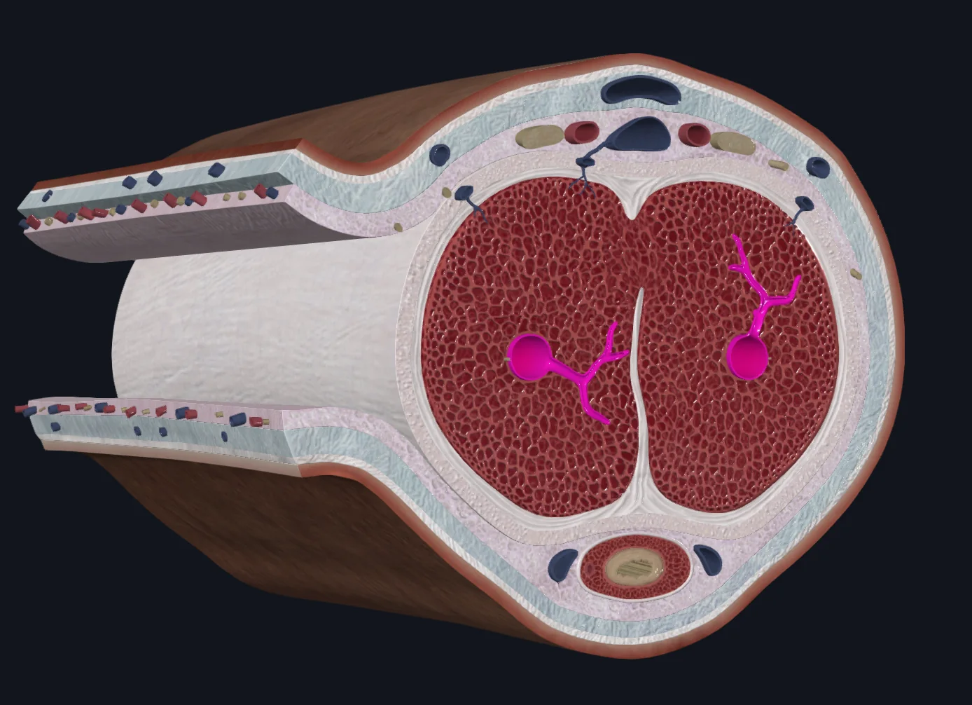 Deep artery of the penis