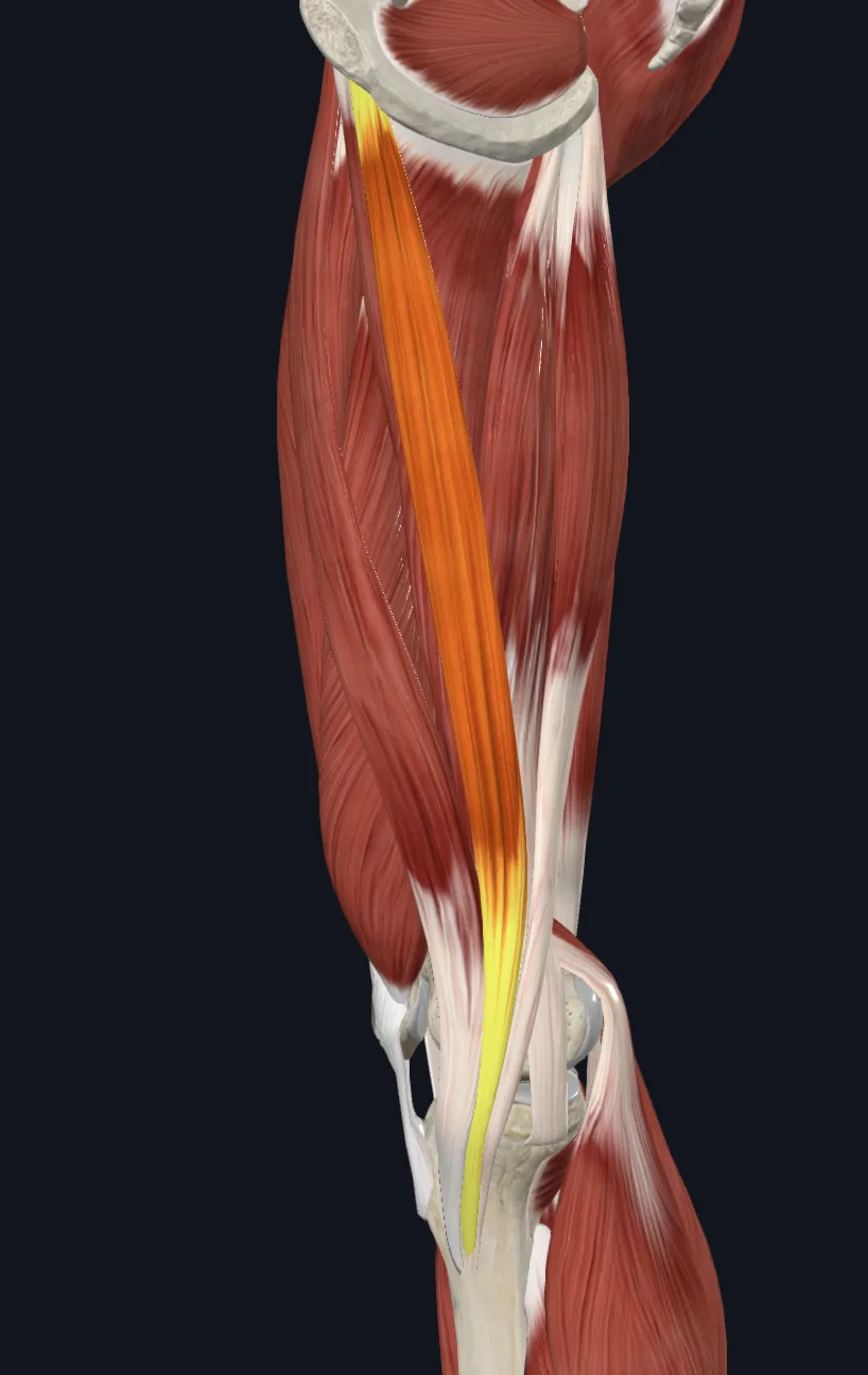 Gracilis