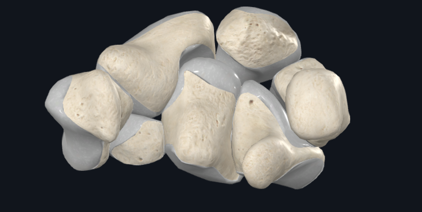 Carpal Bones