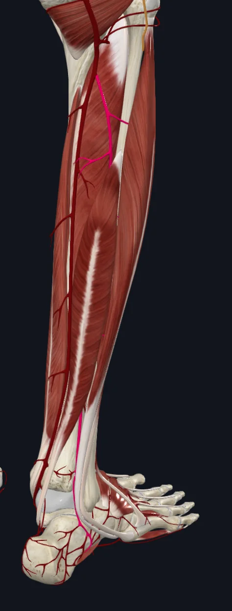 Fibular artery