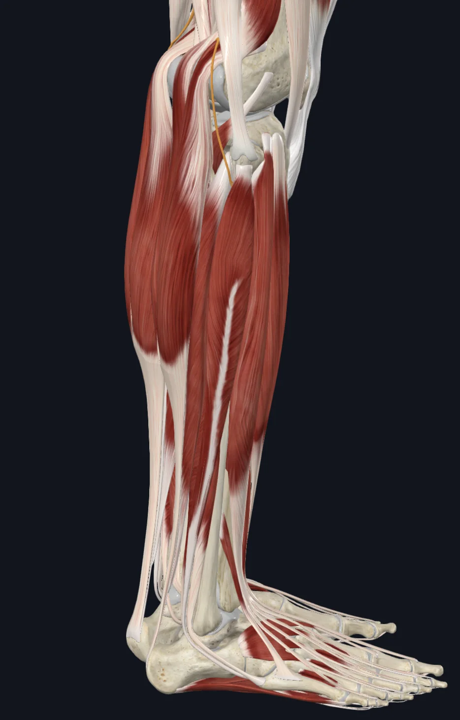 Common fibular nerve