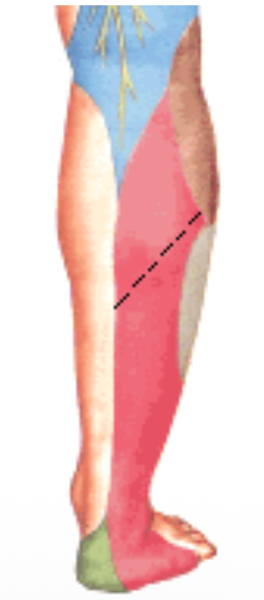 Sural Nerve (red)