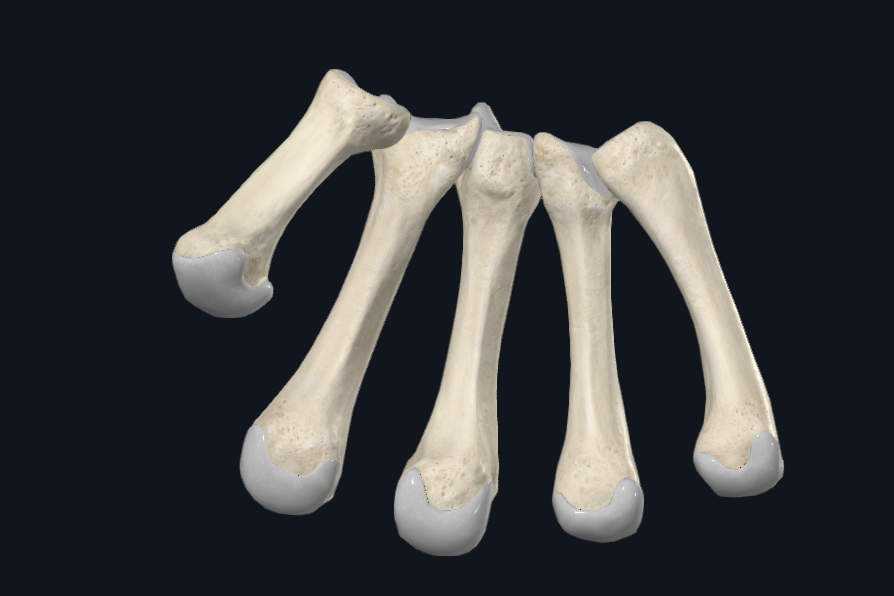 Metacarpals