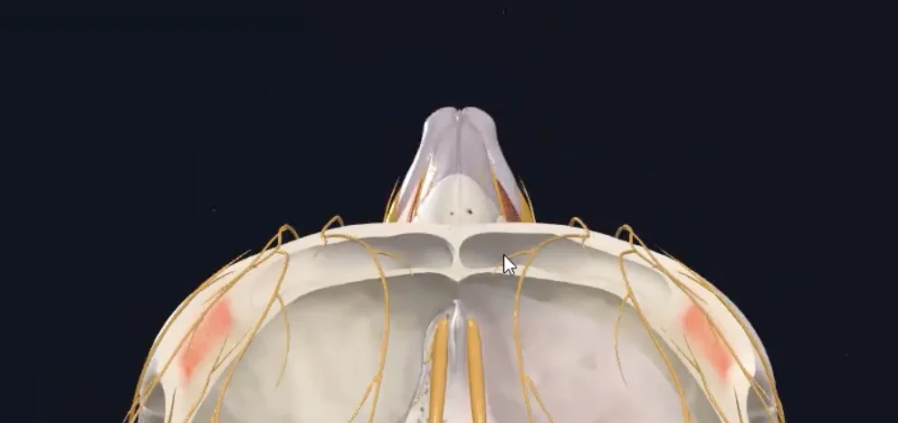 Frontal sinus
