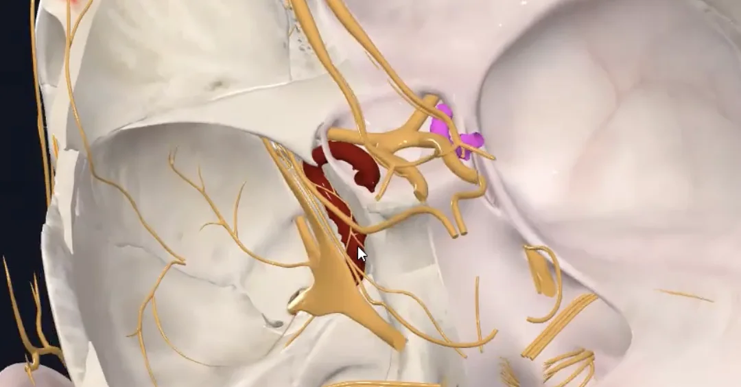 Internal carotid artery