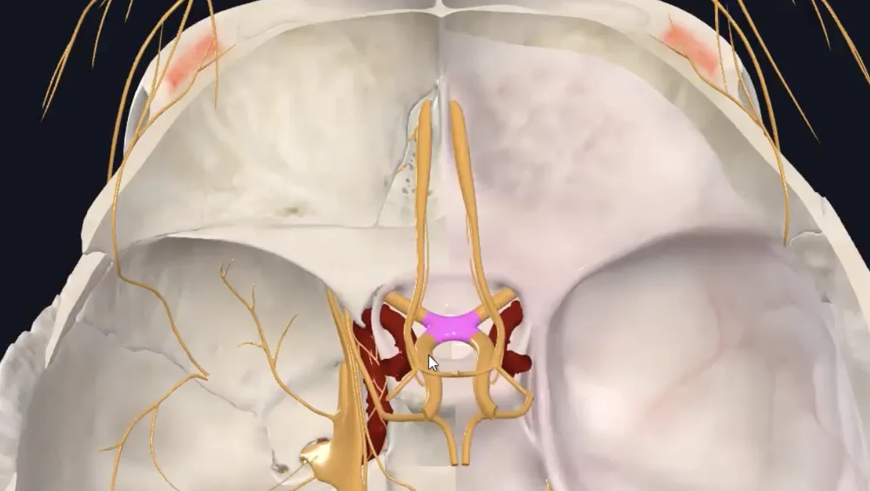 Optic chiasm