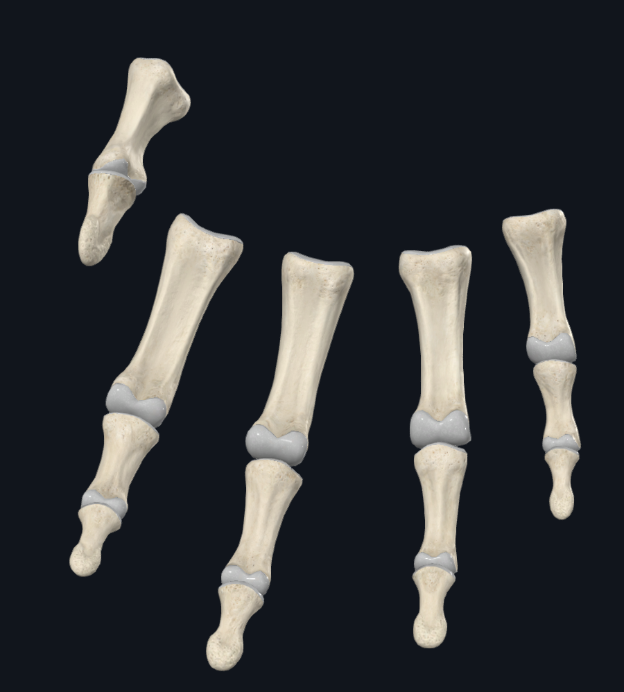 Phalanges