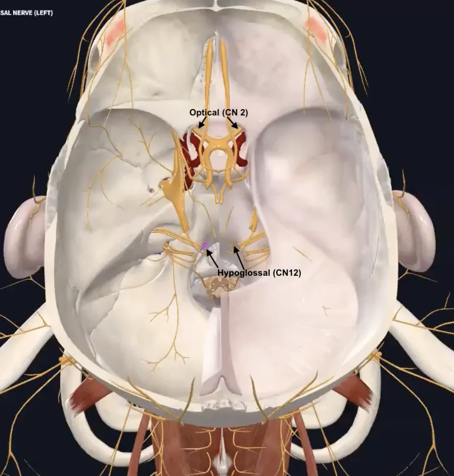 Cranial nerves