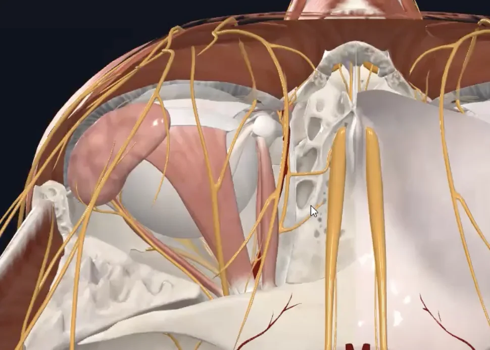 Ethmoidal cells