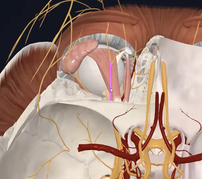 Frontal nerve