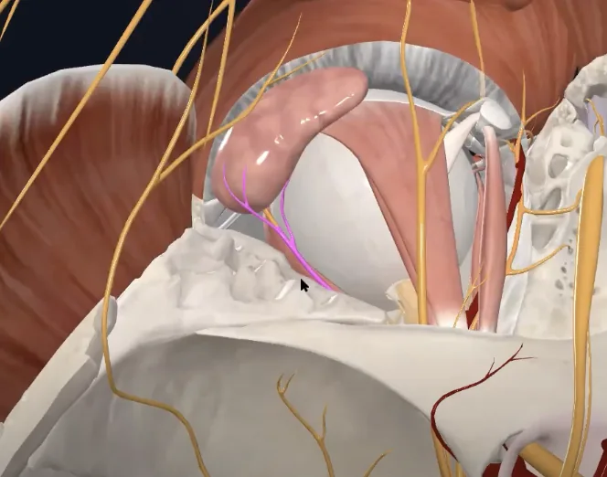 Lacrimal nerve