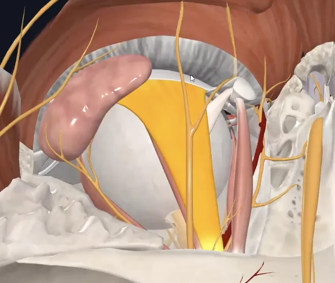 Levator palpebrae superioris