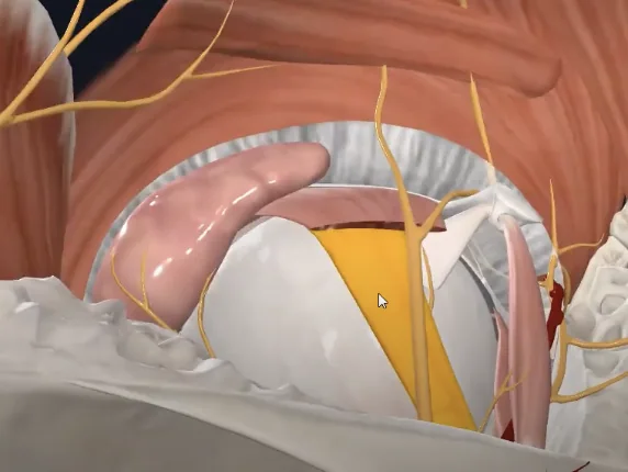 Superior rectus