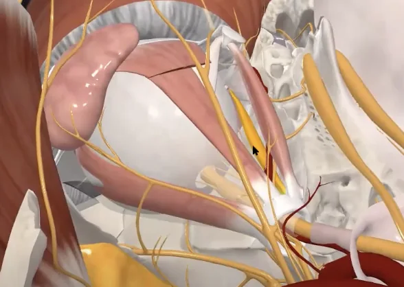 Medial rectus