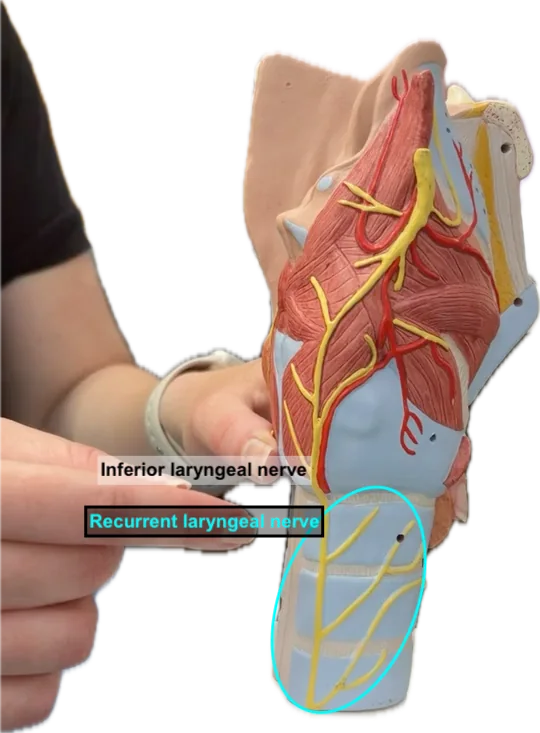 Recurrent laryngeal nerve