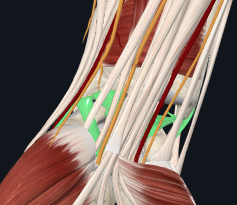 Radiocarpal Joint (Right)