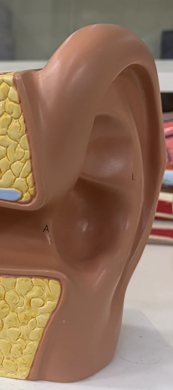 Auricle (A)