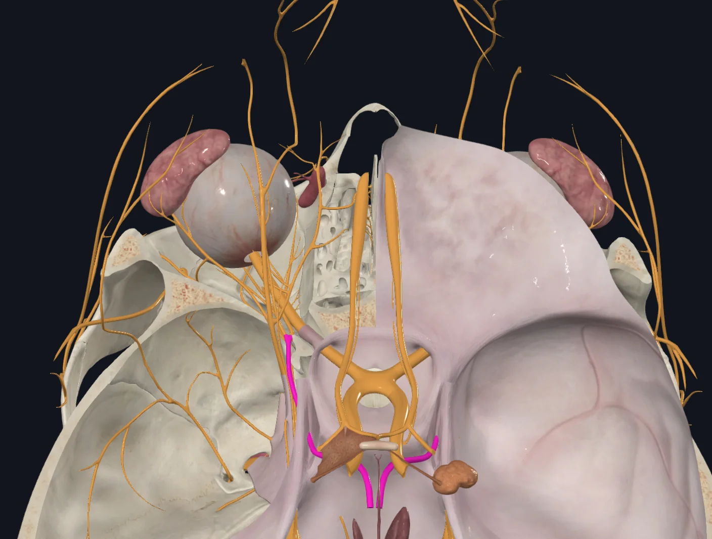 Oculomotor nerve