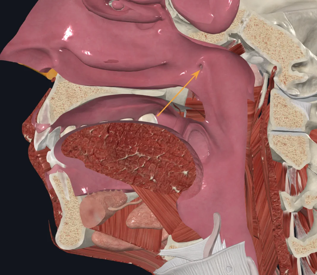Auditory tube
