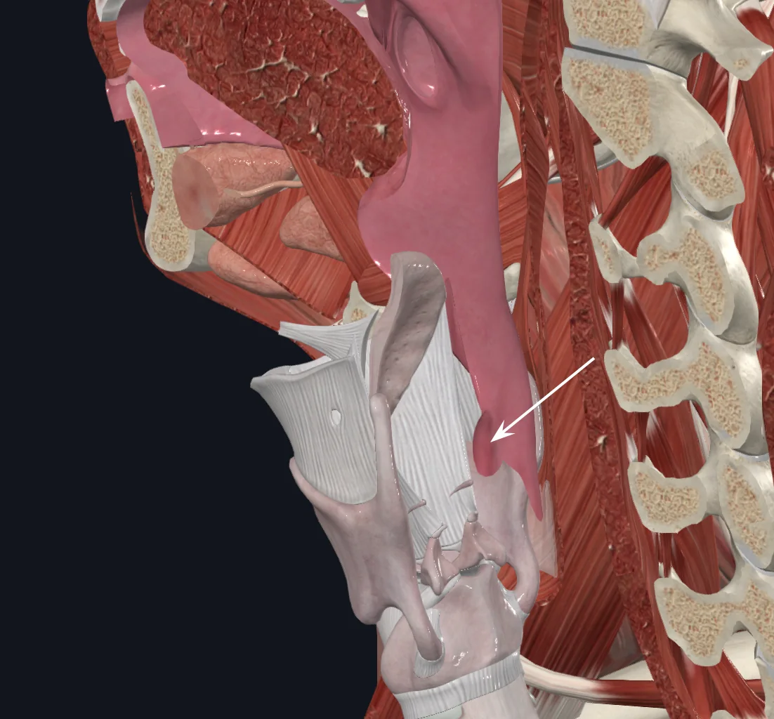 Piriform recess