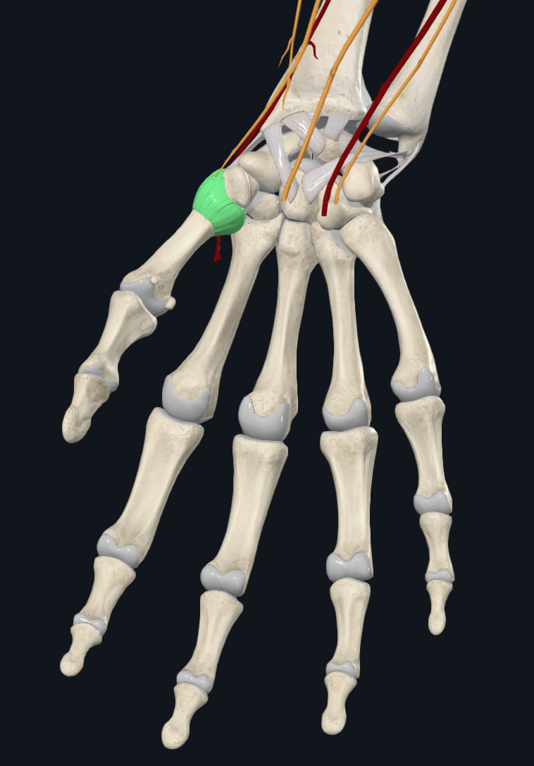 Carpometacarpal Joints (Right)