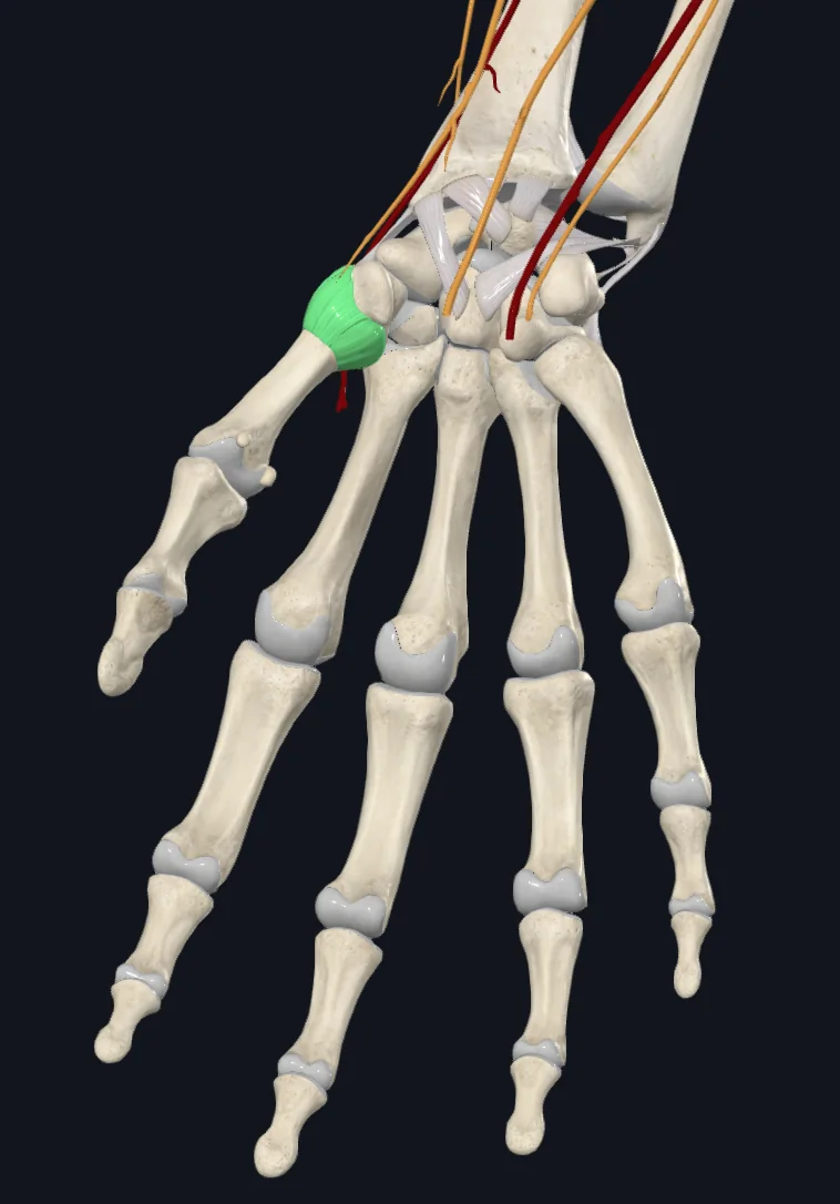 Carpometacarpal Joints (Right)