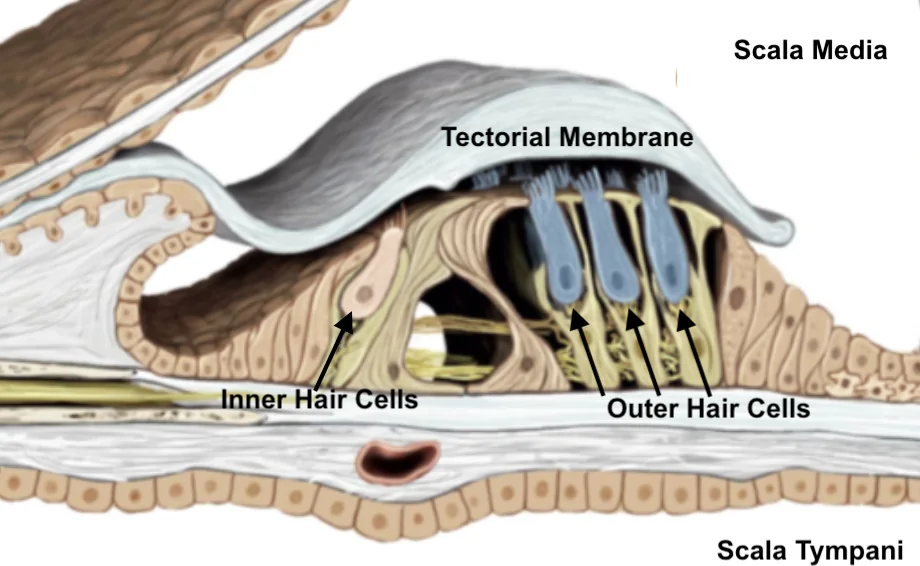 Organ of Corti