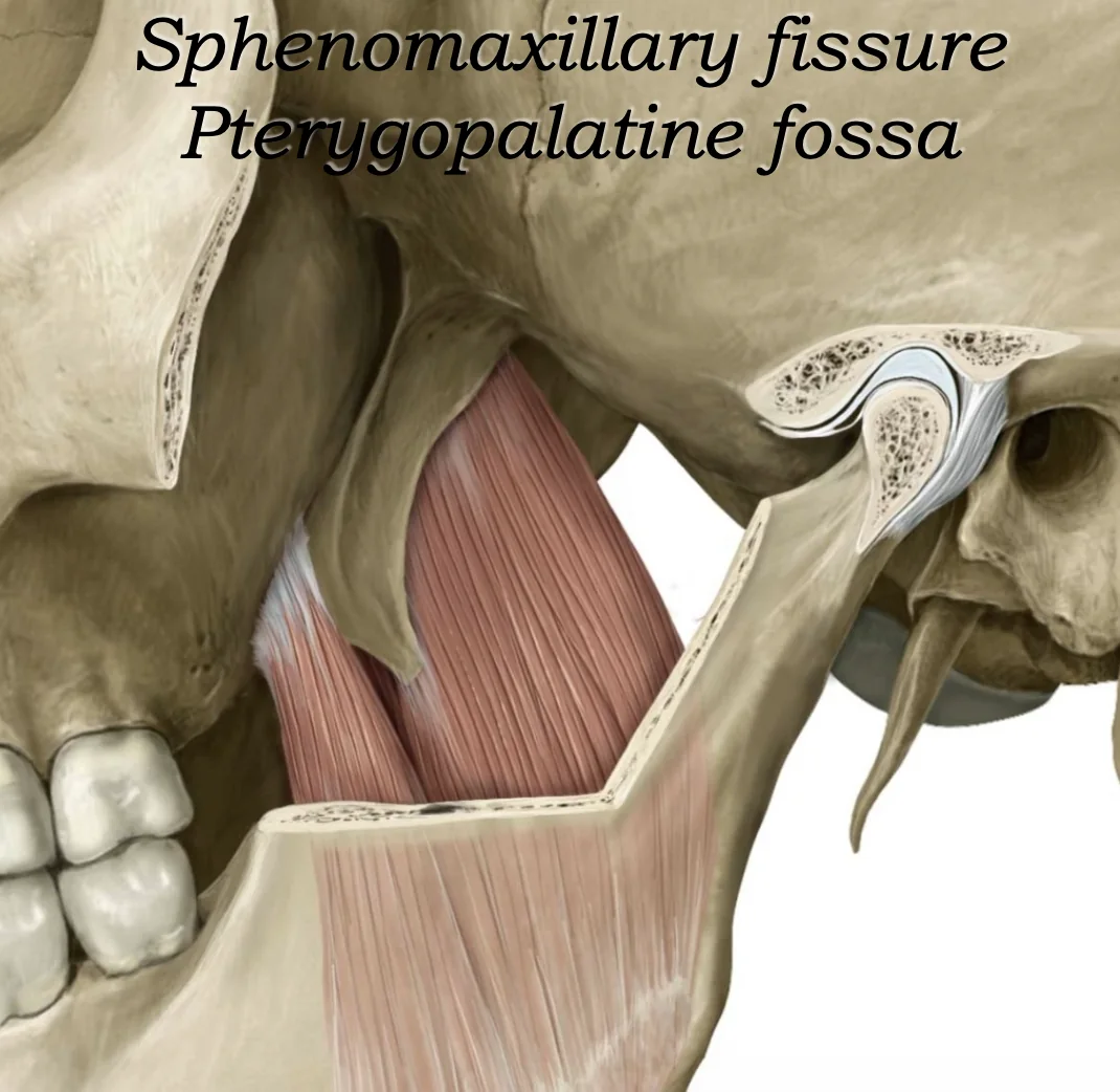 Pterygopalatine Fossa
