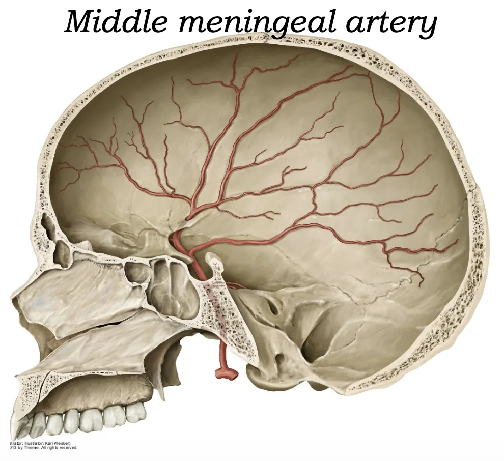 Middle Meningeal Artery