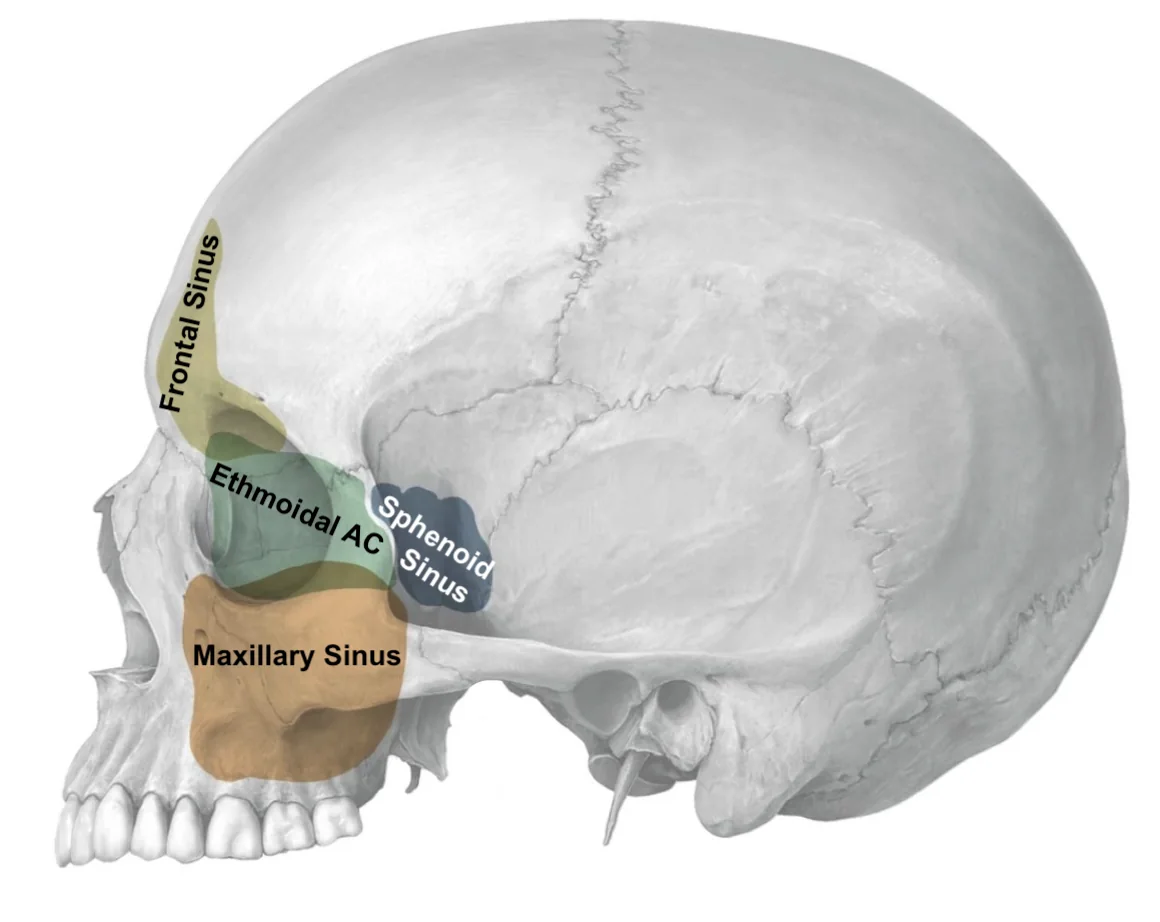 Paranasal Sinuses