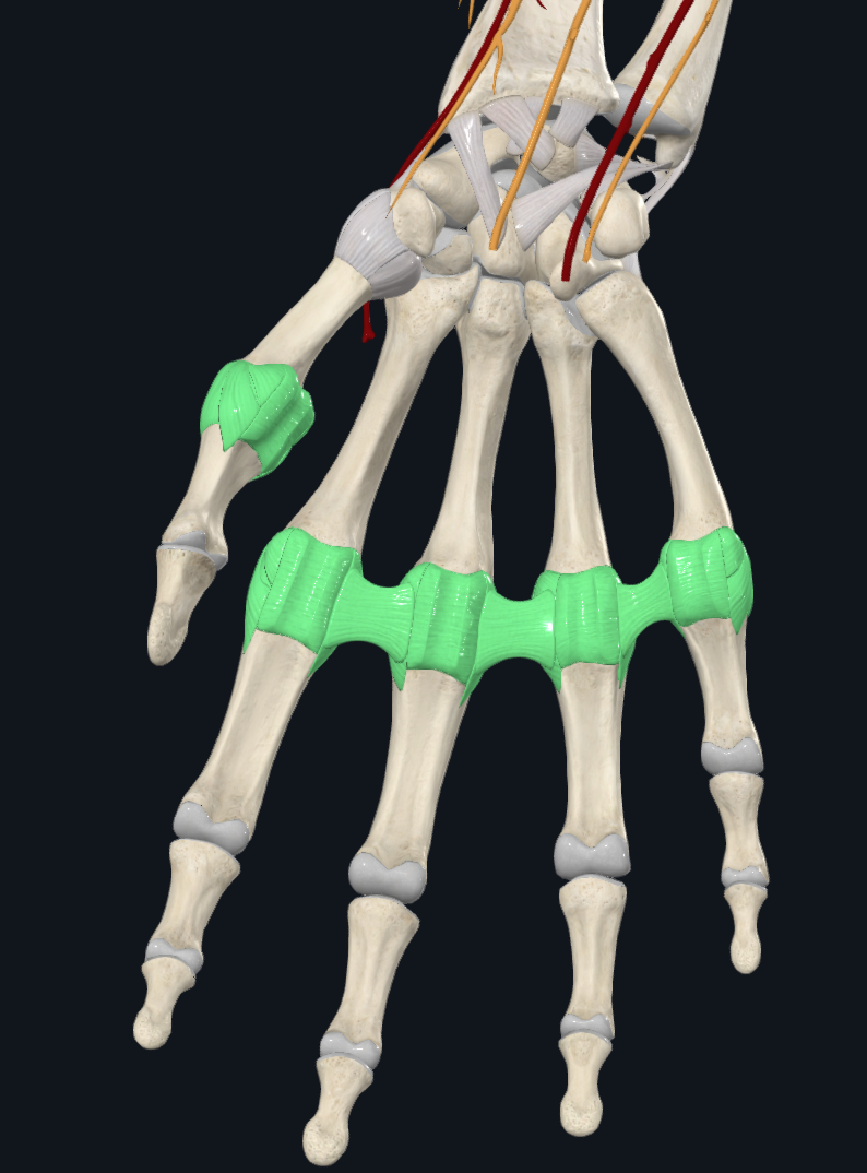 Metacarpophalangeal