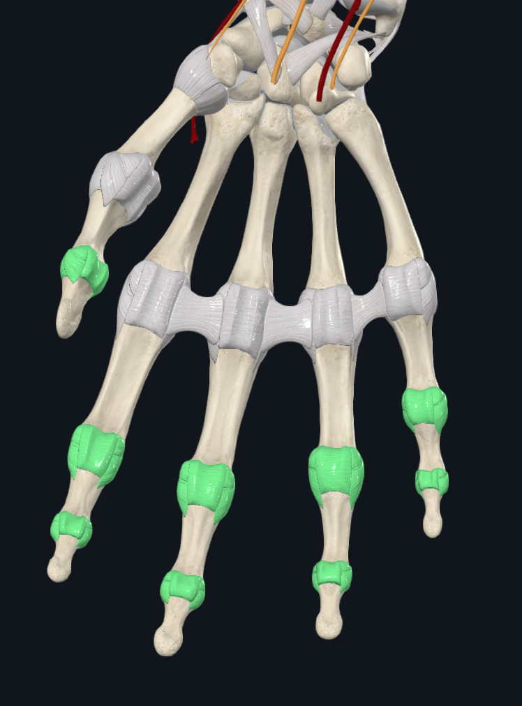 Interphalangeal