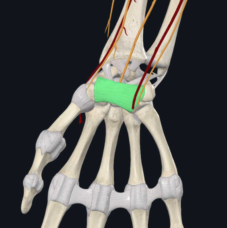 Flexor Retinaculum of Wrist (Right)