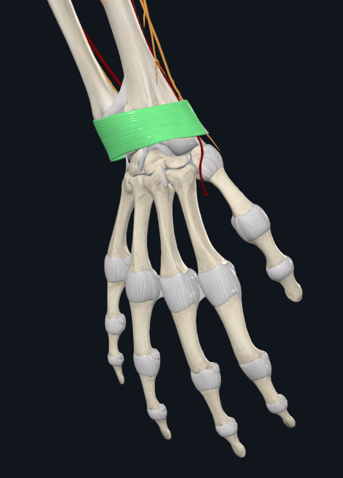 Extensor Retinaculum