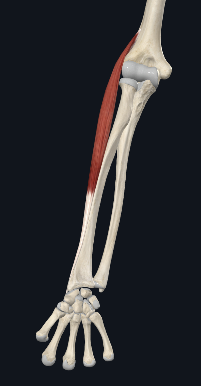 Extensor Carpi Radialis Longus (Right)