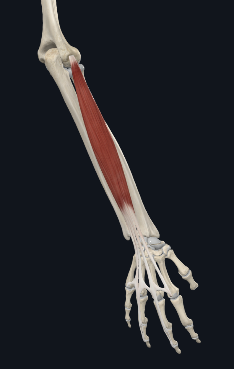 Extensor Digitorum