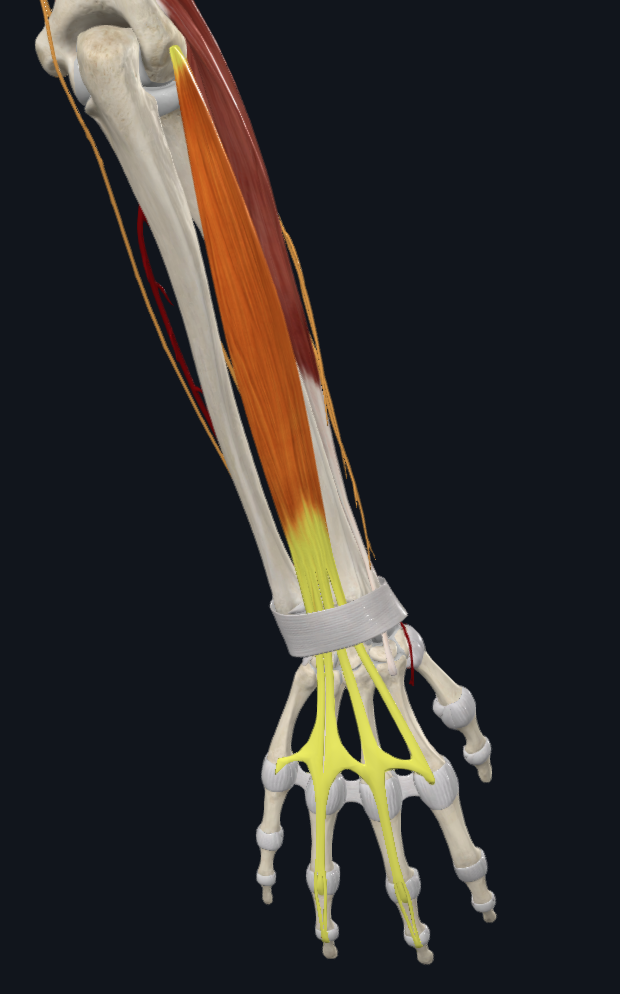 Extensor Digitorum b