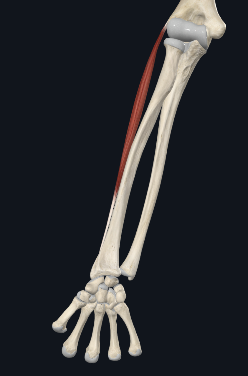 Extensor Carpi Radialis Brevis (Right)
