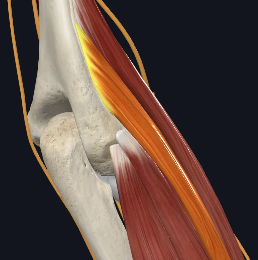 Longus