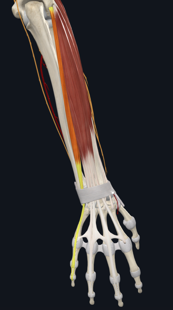 Extensor Digiti Minimi