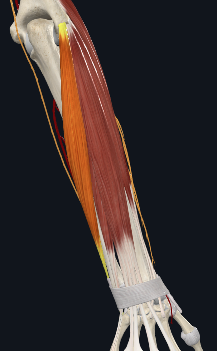 Extensor Carpi Ulnaris